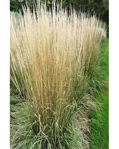 Війник гостроквітковий Аваланч | Calamagrostis acutiflora Avalanche | Вейник остроцветковый Аваланч