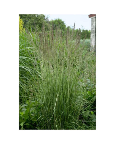Війник гостроквітковий Аваланч | Calamagrostis acutiflora Avalanche | Вейник остроцветковый Аваланч
