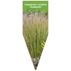 Війник гостроквітковий Аваланч | Calamagrostis acutiflora Avalanche | Вейник остроцветковый Аваланч