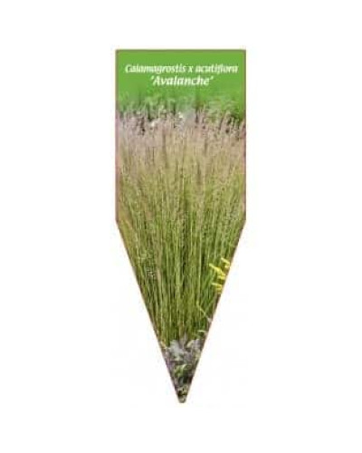 Війник гостроквітковий Аваланч | Calamagrostis acutiflora Avalanche | Вейник остроцветковый Аваланч