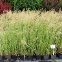 Війник гостроквітковий Аваланч | Calamagrostis acutiflora Avalanche | Вейник остроцветковый Аваланч