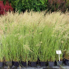 Війник гостроквітковий Аваланч | Calamagrostis acutiflora Avalanche | Вейник остроцветковый Аваланч