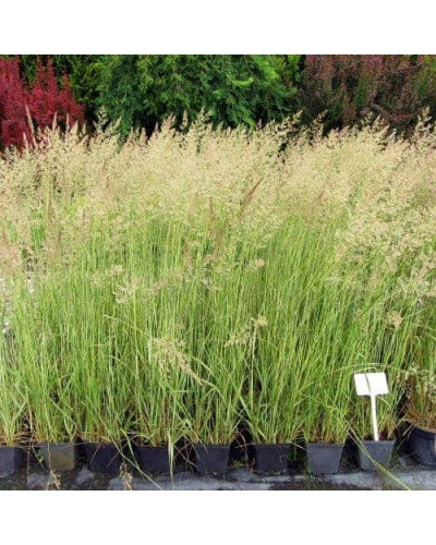 Війник гостроквітковий Аваланч | Calamagrostis acutiflora Avalanche | Вейник остроцветковый Аваланч