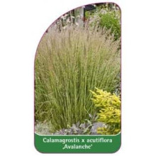 Війник гостроквітковий Аваланч | Calamagrostis acutiflora Avalanche | Вейник остроцветковый Аваланч