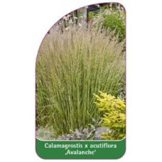 Війник гостроквітковий Аваланч | Calamagrostis acutiflora Avalanche | Вейник остроцветковый Аваланч