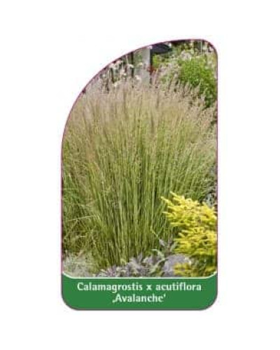 Війник гостроквітковий Аваланч | Calamagrostis acutiflora Avalanche | Вейник остроцветковый Аваланч