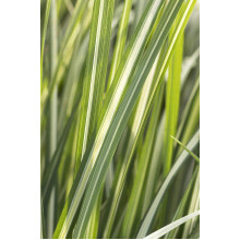 Війник гостроквітковий Аваланч | Calamagrostis acutiflora Avalanche | Вейник остроцветковый Аваланч