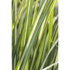 Війник гостроквітковий Аваланч | Calamagrostis acutiflora Avalanche | Вейник остроцветковый Аваланч