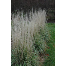 Війник гостроквітковий Аваланч | Calamagrostis acutiflora Avalanche | Вейник остроцветковый Аваланч