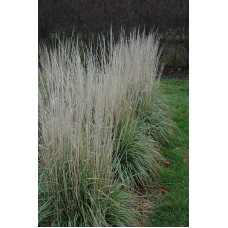 Війник гостроквітковий Аваланч | Calamagrostis acutiflora Avalanche | Вейник остроцветковый Аваланч