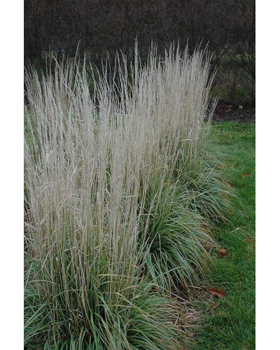 Війник гостроквітковий Аваланч | Calamagrostis acutiflora Avalanche | Вейник остроцветковый Аваланч