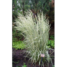 Війник гостроквітковий Аваланч | Calamagrostis acutiflora Avalanche | Вейник остроцветковый Аваланч