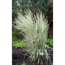 Війник гостроквітковий Аваланч | Calamagrostis acutiflora Avalanche | Вейник остроцветковый Аваланч