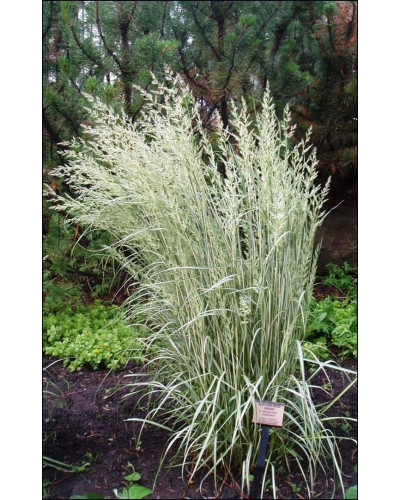 Війник гостроквітковий Аваланч | Calamagrostis acutiflora Avalanche | Вейник остроцветковый Аваланч