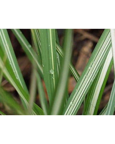 Війник гостроквітковий Аваланч | Calamagrostis acutiflora Avalanche | Вейник остроцветковый Аваланч