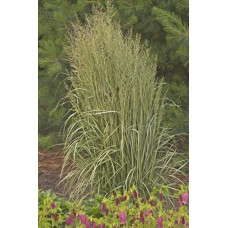 Війник гостроквітковий Аваланч | Calamagrostis acutiflora Avalanche | Вейник остроцветковый Аваланч