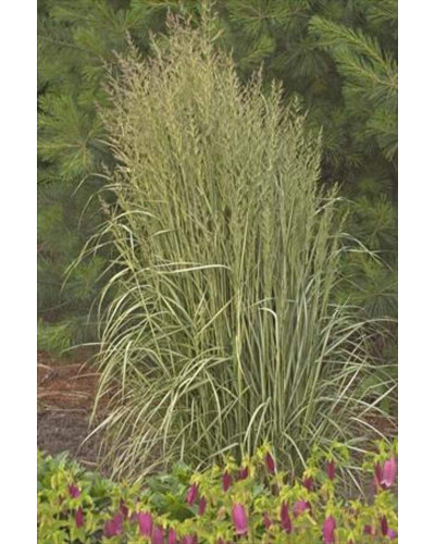 Війник гостроквітковий Аваланч | Calamagrostis acutiflora Avalanche | Вейник остроцветковый Аваланч