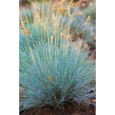 Вівсяниця блакитна/сиза Елайджа Блу|Festuca ‘Elijah Blue’|Овсяница голубая/сизая Элайджа Блу