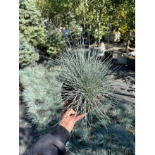 Вівсяниця блакитна/сиза Елайджа Блу|Festuca ‘Elijah Blue’|Овсяница голубая/сизая Элайджа Блу