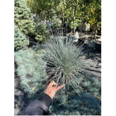 Вівсяниця блакитна/сиза Елайджа Блу|Festuca ‘Elijah Blue’|Овсяница голубая/сизая Элайджа Блу