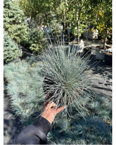 Вівсяниця блакитна/сиза Елайджа Блу|Festuca ‘Elijah Blue’|Овсяница голубая/сизая Элайджа Блу