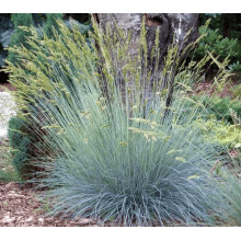 Вівсяниця блакитна/сиза Елайджа Блу|Festuca ‘Elijah Blue’|Овсяница голубая/сизая Элайджа Блу