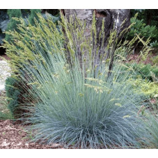 Вівсяниця блакитна/сиза Елайджа Блу|Festuca ‘Elijah Blue’|Овсяница голубая/сизая Элайджа Блу