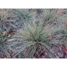 Вівсяниця блакитна/сиза Елайджа Блу|Festuca ‘Elijah Blue’|Овсяница голубая/сизая Элайджа Блу