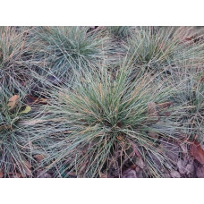 Вівсяниця блакитна/сиза Елайджа Блу|Festuca ‘Elijah Blue’|Овсяница голубая/сизая Элайджа Блу