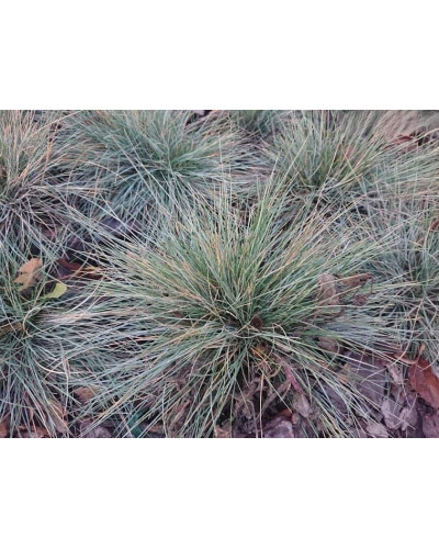 Вівсяниця блакитна/сиза Елайджа Блу|Festuca ‘Elijah Blue’|Овсяница голубая/сизая Элайджа Блу