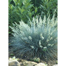 Вівсяниця блакитна/сиза Елайджа Блу|Festuca ‘Elijah Blue’|Овсяница голубая/сизая Элайджа Блу