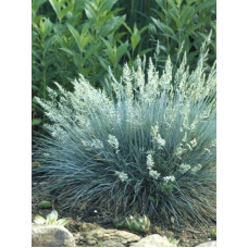 Вівсяниця блакитна/сиза Елайджа Блу|Festuca ‘Elijah Blue’|Овсяница голубая/сизая Элайджа Блу