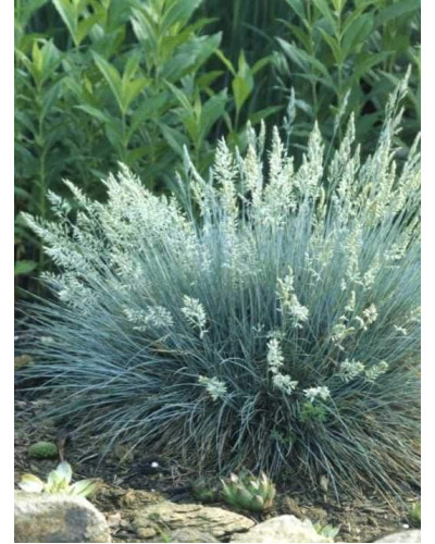Вівсяниця блакитна/сиза Елайджа Блу|Festuca ‘Elijah Blue’|Овсяница голубая/сизая Элайджа Блу
