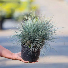 Вівсяниця блакитна/сиза Елайджа Блу|Festuca ‘Elijah Blue’|Овсяница голубая/сизая Элайджа Блу