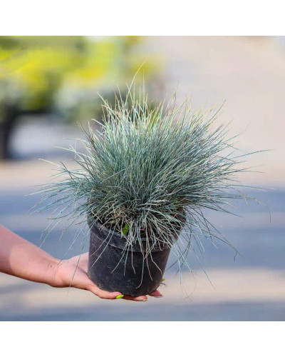 Вівсяниця блакитна/сиза Елайджа Блу|Festuca ‘Elijah Blue’|Овсяница голубая/сизая Элайджа Блу