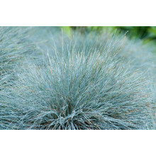 Вівсяниця блакитна/сиза Елайджа Блу|Festuca ‘Elijah Blue’|Овсяница голубая/сизая Элайджа Блу