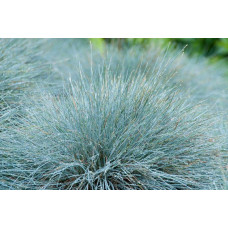 Вівсяниця блакитна/сиза Елайджа Блу|Festuca ‘Elijah Blue’|Овсяница голубая/сизая Элайджа Блу
