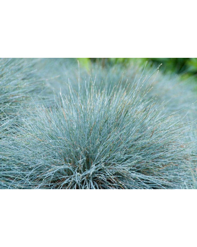 Вівсяниця блакитна/сиза Елайджа Блу|Festuca ‘Elijah Blue’|Овсяница голубая/сизая Элайджа Блу