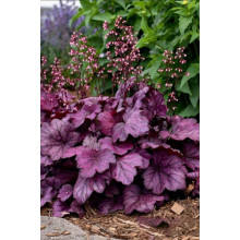 Гейхера гібридна ’Вілд Роуз’|Heuchera hybrida ’Wild Rose’|Гейхера гибридная ’Вилд Роуз’
