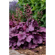 Гейхера гібридна ’Вілд Роуз’|Heuchera hybrida ’Wild Rose’|Гейхера гибридная ’Вилд Роуз’