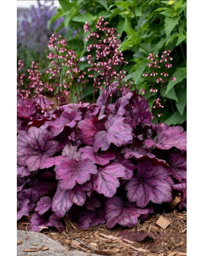 Гейхера гібридна ’Вілд Роуз’|Heuchera hybrida ’Wild Rose’|Гейхера гибридная ’Вилд Роуз’