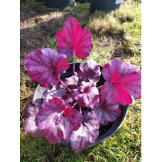 Гейхера гібридна ’Вілд Роуз’|Heuchera hybrida ’Wild Rose’|Гейхера гибридная ’Вилд Роуз’