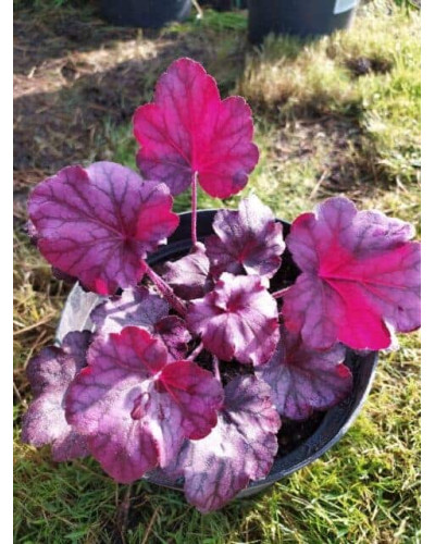 Гейхера гібридна ’Вілд Роуз’|Heuchera hybrida ’Wild Rose’|Гейхера гибридная ’Вилд Роуз’