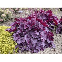Гейхера гібридна ’Вілд Роуз’|Heuchera hybrida ’Wild Rose’|Гейхера гибридная ’Вилд Роуз’