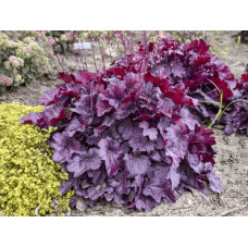 Гейхера гібридна ’Вілд Роуз’|Heuchera hybrida ’Wild Rose’|Гейхера гибридная ’Вилд Роуз’