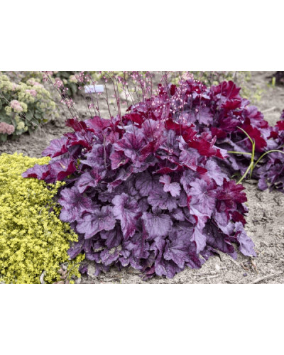 Гейхера гібридна ’Вілд Роуз’|Heuchera hybrida ’Wild Rose’|Гейхера гибридная ’Вилд Роуз’