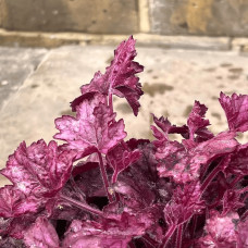 Гейхера гібридна ’Вілд Роуз’|Heuchera hybrida ’Wild Rose’|Гейхера гибридная ’Вилд Роуз’