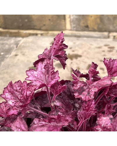 Гейхера гібридна ’Вілд Роуз’|Heuchera hybrida ’Wild Rose’|Гейхера гибридная ’Вилд Роуз’