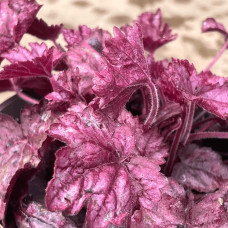 Гейхера гібридна ’Вілд Роуз’|Heuchera hybrida ’Wild Rose’|Гейхера гибридная ’Вилд Роуз’