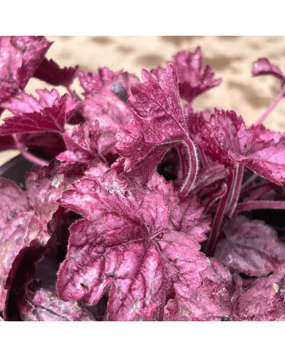 Гейхера гібридна ’Вілд Роуз’|Heuchera hybrida ’Wild Rose’|Гейхера гибридная ’Вилд Роуз’